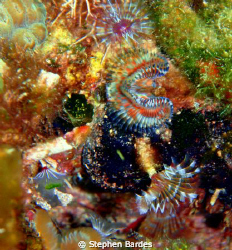 tube worm extravaganza by Stephen Bardes 